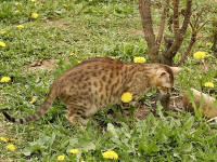 бенгальские кошки - питомник «Kiss Cat Ben»